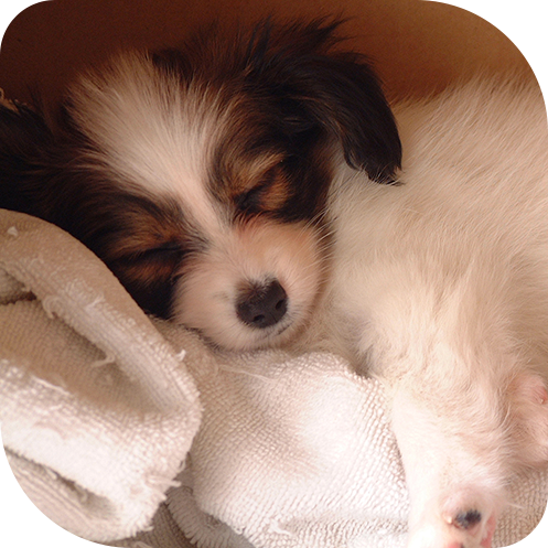 東海ファミリー