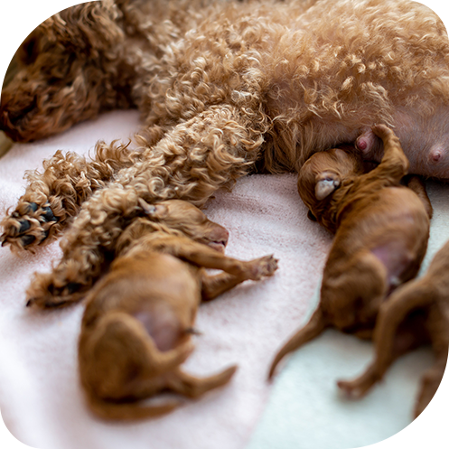 東海ファミリー