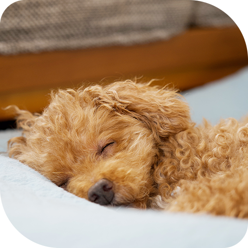 東海ファミリー