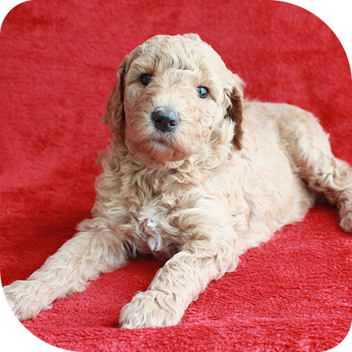 東海ファミリー