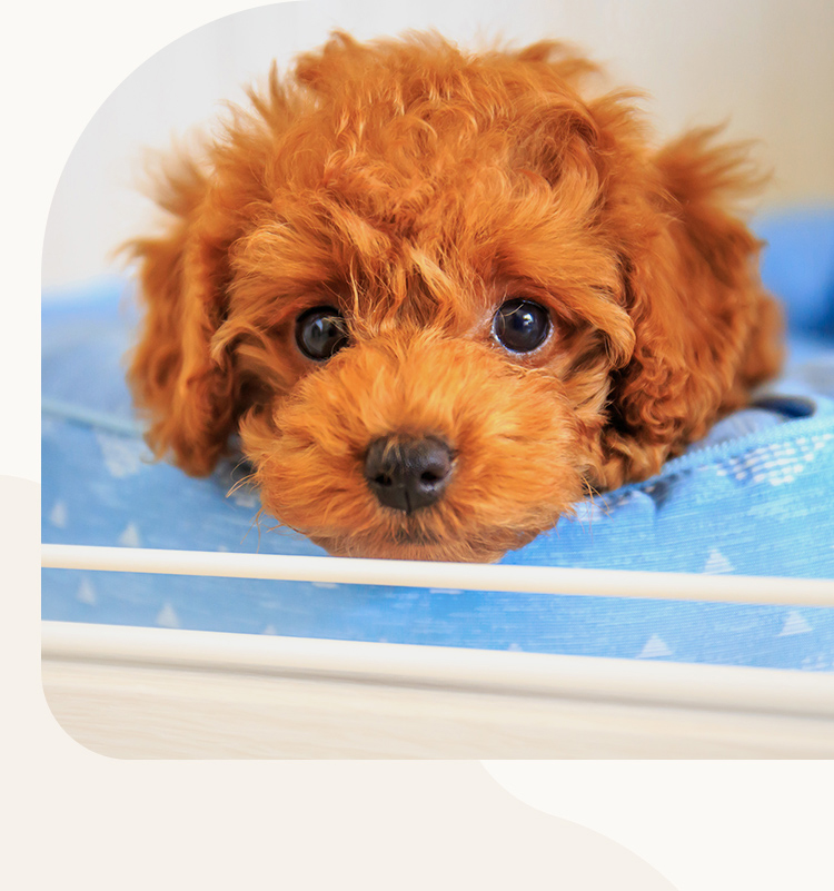 東海ファミリー